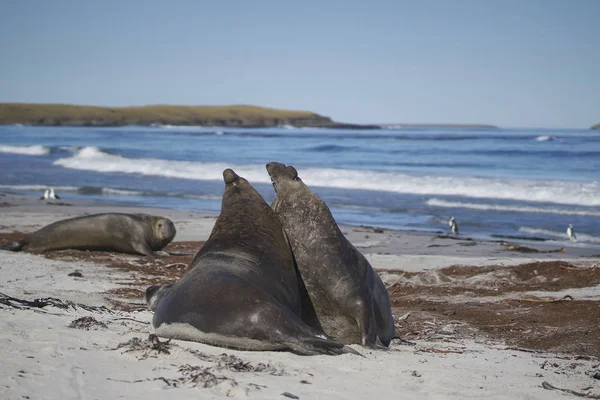 Dominant male Southern Elephant Seal (Mirounga leonina) fights with a rival for control of a large harem of females during the breeding season on Sea Lion Island in the Falkland Islands.
