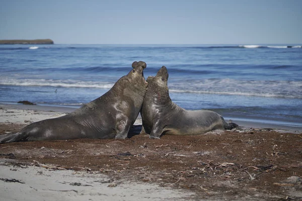 Dominant male Southern Elephant Seal (Mirounga leonina) fights with a rival for control of a large harem of females during the breeding season on Sea Lion Island in the Falkland Islands.