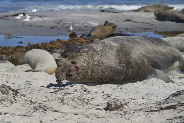 Dominujący Samiec Southern Elephant Seal Mirounga Leonina Ściga Się Przez — Zdjęcie stockowe