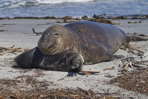 Αρσενικό Νότιο Elephant Seal Mirunga Leonina Προσπαθεί Ζευγαρώσει Ένα Πρόσφατα — Φωτογραφία Αρχείου