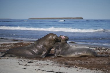Falkland Adaları 'ndaki Deniz Aslanı Adası' nda çiftleşme mevsiminde baskın erkek Güney Fil Foku (Mirounga leonina) büyük bir dişi hareminin kontrolü için rakipleriyle dövüşür..