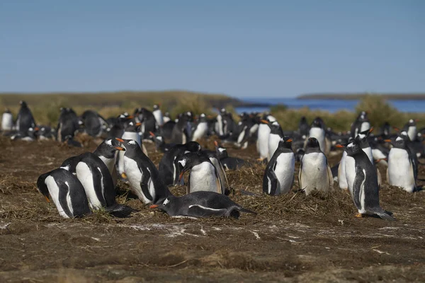 Colonie Manchots Gentoo Pygoscelis Papua Sur Île Sea Lion Dans — Photo