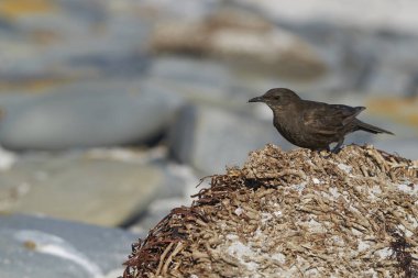Tussacbird (Cinclodes antarcticus antarcticus) Falkland Adaları 'ndaki Deniz Aslanı Adası' nda ölü bir bitkinin üzerinde duruyor..