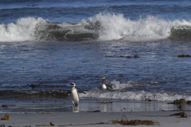 Gentoo Penguen (Pygoscelis papua) ve Magellanic Penguen (Spheniscus magellanicus) Falkland Adaları 'ndaki Sea Lion Adası' nda karaya çıktılar..