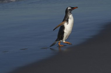 Gentoo Penguenleri (Pygoscelis papua) Falkland Adaları 'ndaki Deniz Aslanı Adası' nda beslendikten sonra kıyıya çıkarlar..