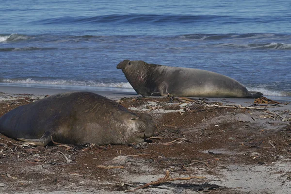 Dominant male Southern Elephant Seal (Mirounga leonina) after successfully fighting a rival for control of a large harem of females during the breeding season on Sea Lion Island in the Falkland Islands.