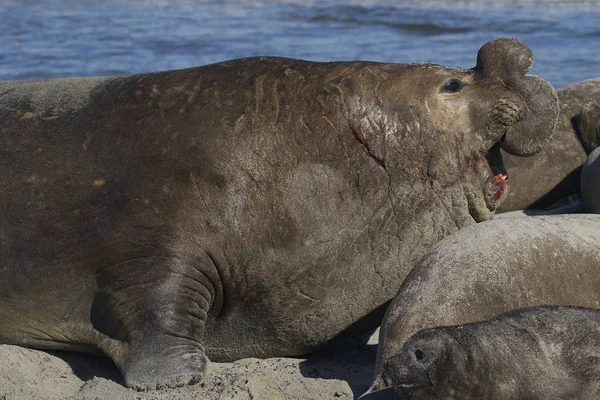 Dominant Male Southern Elephant Seal (Mirounga leonina) lying amongst his hareem of females during the breeding season. Sea Lion Island in the Falkland Islands.