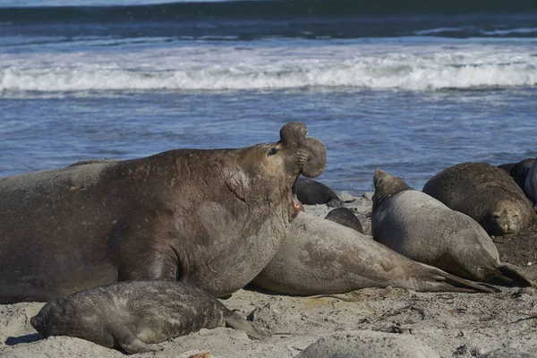 Dominant Male Southern Elephant Seal (Mirounga leonina) lying amongst his hareem of females during the breeding season. Sea Lion Island in the Falkland Islands.