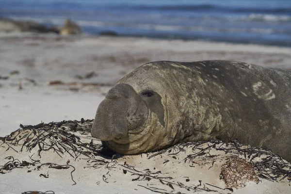 Elefante Macho Del Sur Mirounga Leonina Acostado Una Playa Arena — Foto de Stock