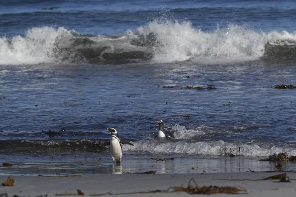 Gentoo Penguin Pygoscelis Papua Magellanic Penguin Spheniscus Magellanicus Виходять Берег — стокове фото