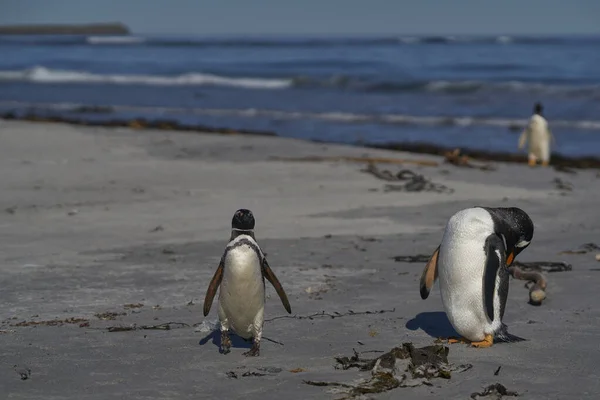 Gentoo Penguin Pygoscelis Papua Magellanic Penguin Spheniscus Magellanicus Выходят Берег — стоковое фото