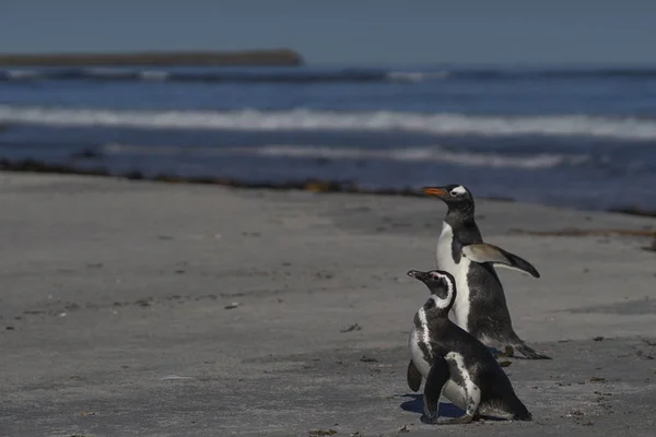 Gentoo Penguin Pygoscelis Papua 和Magellanic Penguin Spheniscus Magellanicus 在福克兰群岛海狮岛上上岸 — 图库照片