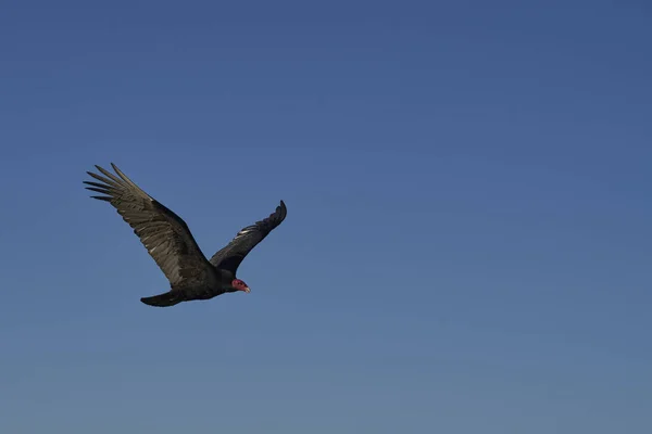 Truthahngeier Cathartes Aura Jota Flug Über Seelöweninsel Auf Den Falklandinseln — Stockfoto