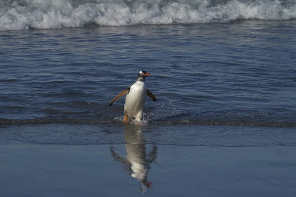 フォークランド諸島のアシカ島で海で餌を食べた後に上陸する幻灯ペンギン Pygoscelis Papua — ストック写真