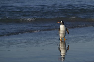 Gentoo Penguenleri (Pygoscelis papua) Falkland Adaları 'ndaki Deniz Aslanı Adası' nda beslendikten sonra kıyıya çıkarlar..