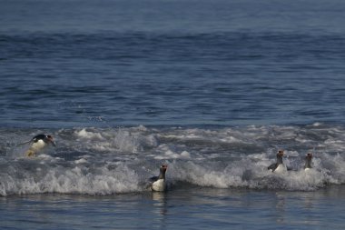 Gentoo Penguenleri (Pygoscelis papua) Falkland Adaları 'ndaki Deniz Aslanı Adası' nda beslendikten sonra kıyıya çıkarlar..