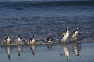 Gentoo Penguenleri (Pygoscelis papua) Falkland Adaları 'ndaki Deniz Aslanı Adası' nda beslendikten sonra kıyıya çıkarlar..