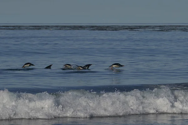 Gentoo Penguins Pygoscelis Papua Nageant Dans Eau Avant Débarquer Sur — Photo