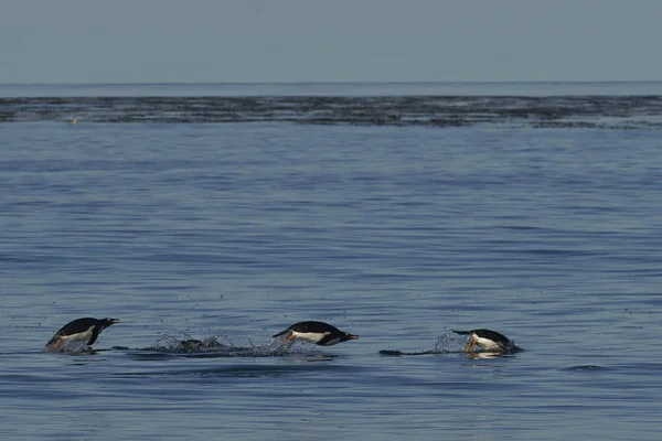 幻灯ペンギン Pygoscelis Papua が水中を泳ぎ フォークランド諸島のシー ライオン島に上陸します — ストック写真