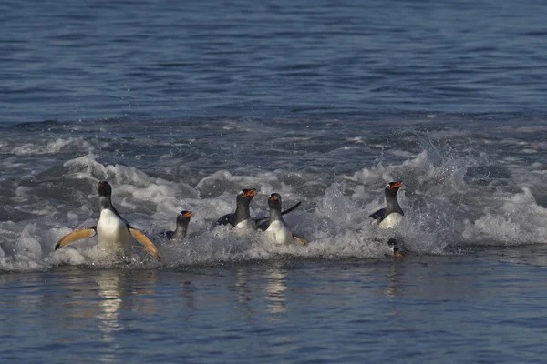 Gentoo Penguins Pygoscelis Papua Que Desembarcan Después Alimentarse Mar Isla — Foto de Stock