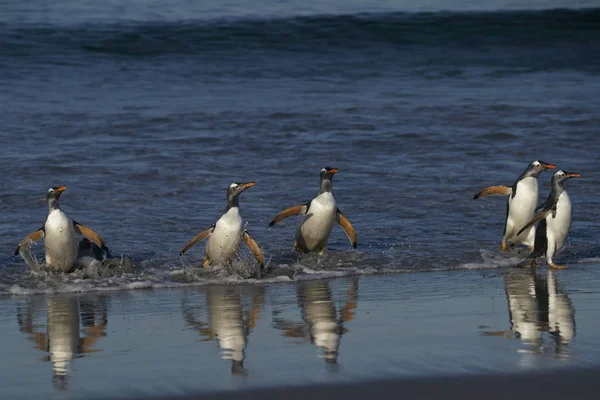 Gentoo Penguins Pygoscelis Papua Chegando Costa Depois Alimentar Mar Ilha — Fotografia de Stock