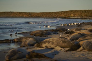 Gentoo Penguenleri (Pygoscelis papua) Falkland Adaları 'ndaki Deniz Aslanı Adası kıyılarından beslenmek için denize açılır..