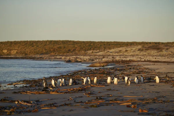 Gentoo Penguins Pygoscelis Papua Going Sea Feed Coast Sea Lion — Stock Photo, Image