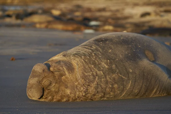 Mannelijke Zuidelijke Zeeolifant Mirounga Leonina Liggend Een Zandstrand Sea Lion — Stockfoto