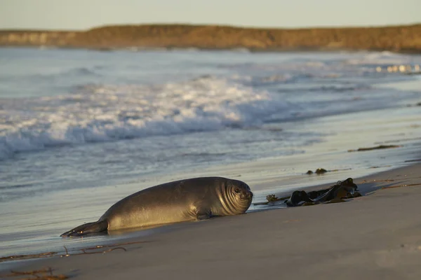 Recently Weaned Southern Elephant Seal Pup Mirounga Leonina Coast Sea — Stock Photo, Image