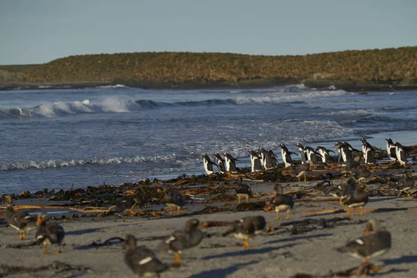 Gentoo Penguins Pygoscelis Papua Vai Para Mar Para Alimentar Costa — Fotografia de Stock