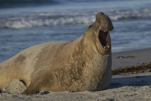 Male Southern Elephant Seal Mirounga Leonina Mouth Open Roaring Breeding — Stock Photo, Image