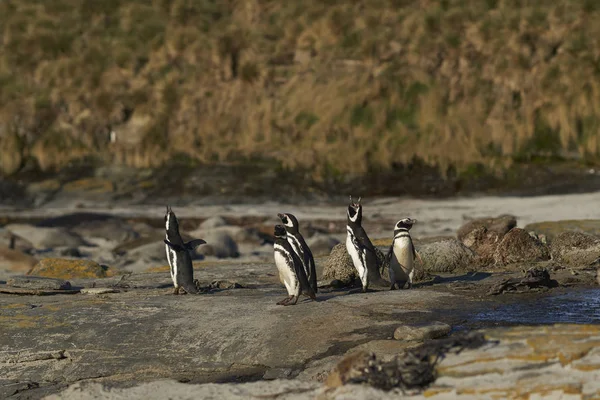 Macellan Pengueni Spheniscus Magellanicus Falkland Adaları Ndaki Deniz Aslanı Adası — Stok fotoğraf