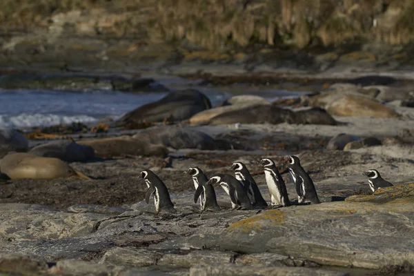 Magellanic Penguin Spheniscus Magellanicus Going Sea Feed Coast Sea Lion — Stock Photo, Image