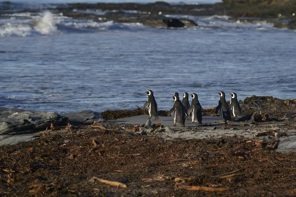 Pingüino Magallanes Spheniscus Magellanicus Que Dirige Mar Para Alimentarse Desde —  Fotos de Stock