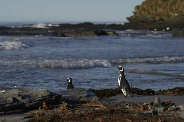 フォークランド諸島のアシカ島の海岸から供給するために海に行くマゼランペンギン Sphenasics Magellanicus — ストック写真