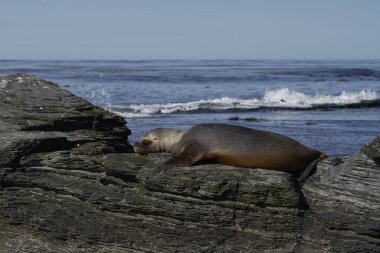  Falkland Adaları 'ndaki Sea Lion Adası kıyılarında dişi Güney Denizi Aslanı (Otaria flavescens).                              