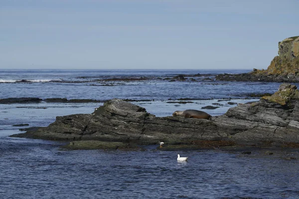 Самка Південного Моря Otaria Flavescens Узбережжі Острова Лев Фолклендських Островах — стокове фото