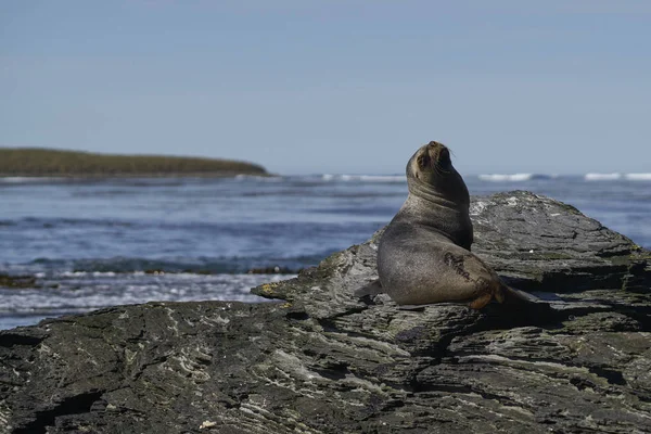 Weiblicher Südlicher Seelöwe Otaria Flavescens Der Küste Der Seelöweninsel Auf — Stockfoto