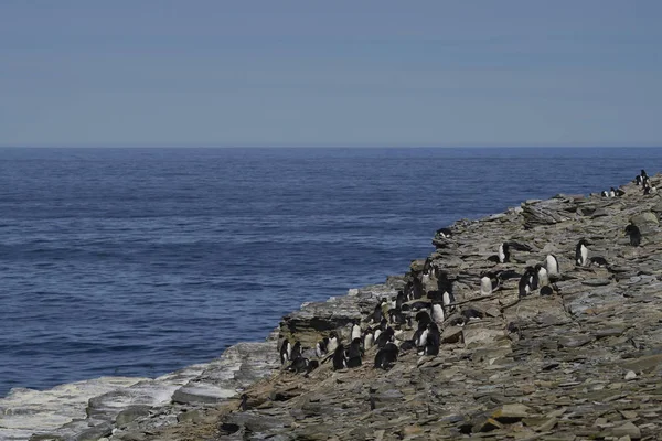 福克兰群岛海狮岛悬崖峭壁上的Rockhopper Penguins Eudyptes Chrysocome 殖民地 — 图库照片