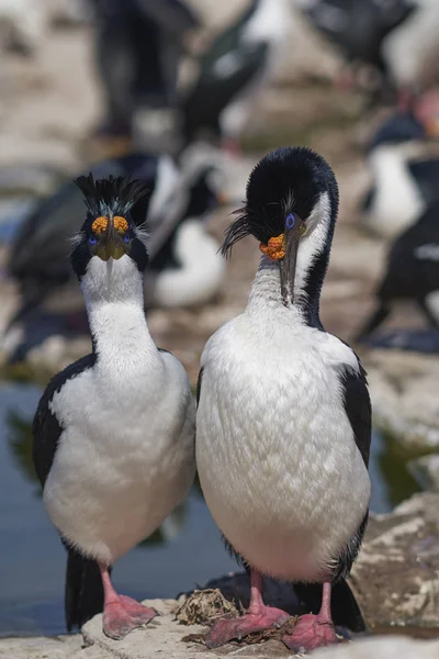 Ζεύγος Imperial Shag Phalacrocorax Atriceps Albivender Κατά Την Περίοδο Αναπαραγωγής — Φωτογραφία Αρχείου