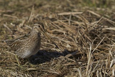 Macellan Snipe (Gallinago paraguaiae magellanica) Falkland Adaları 'ndaki Deniz Aslanı Adası' nda yiyecek aramak için toprağı eşeliyor..