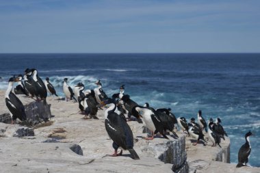 Falkland Adaları 'ndaki Sea Lion Island uçurumlarında Imperial Shag (Phalacrocorax atriceps albiventer)