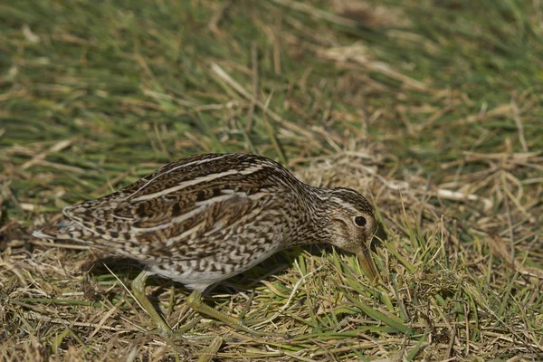 Magellanic Snipe Gallinago Paraguaiae Magellanica 在福克兰群岛海狮岛上搜寻食物 — 图库照片