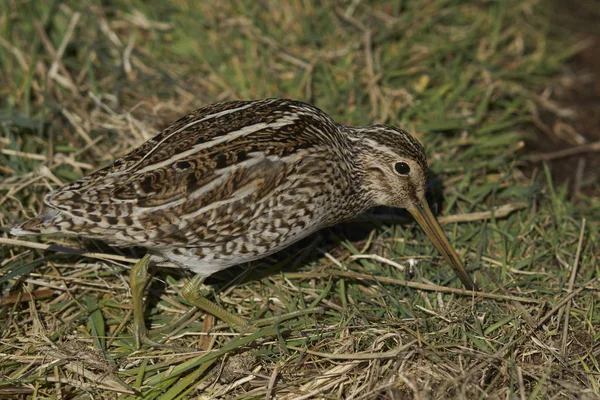 Magellanic Snipe Gallinago Paraguaiae Magellanica 在福克兰群岛海狮岛上搜寻食物 — 图库照片