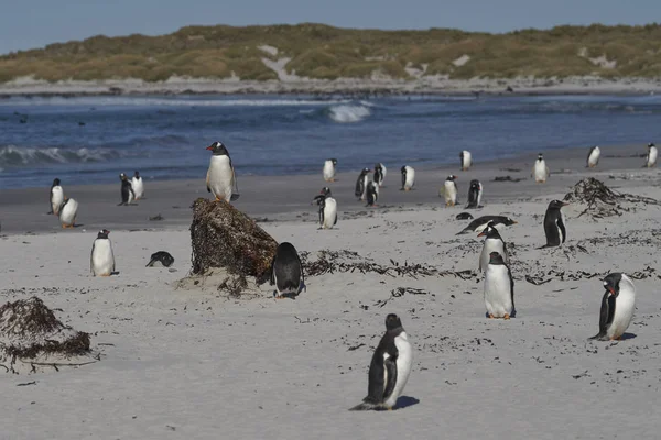 Gentoo Penguen Pygoscelis Papua Falkland Adaları Ndaki Deniz Aslanı Adası — Stok fotoğraf
