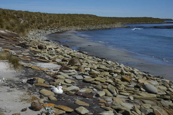 Ζεύγος Kelp Χήνες Chloephaga Hybrida Malvinarum Στο Βραχώδης Ακτή Της — Φωτογραφία Αρχείου