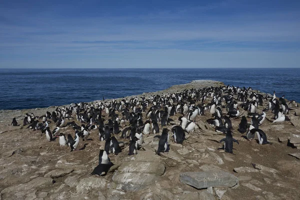 Kolonin Rockhopper Penguins Eudyptes Krysocome Klipporna Sea Lion Island Falklandsöarna — Stockfoto