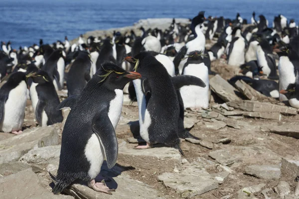 福克兰群岛海狮岛悬崖峭壁上的Rockhopper Penguins Eudyptes Chrysocome 殖民地 — 图库照片