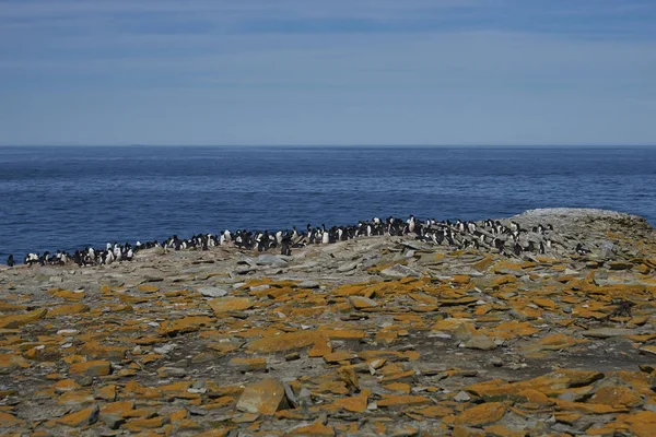 Colony Rockhopper Penguins Eudyptes Chrysocome Útesech Ostrova Sea Lion Island — Stock fotografie