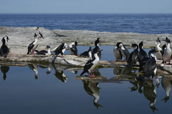 Imperial Shag Phalacrocorax Atriceps Albiventer Häckande Sea Lion Island Falklandsöarna — Stockfoto